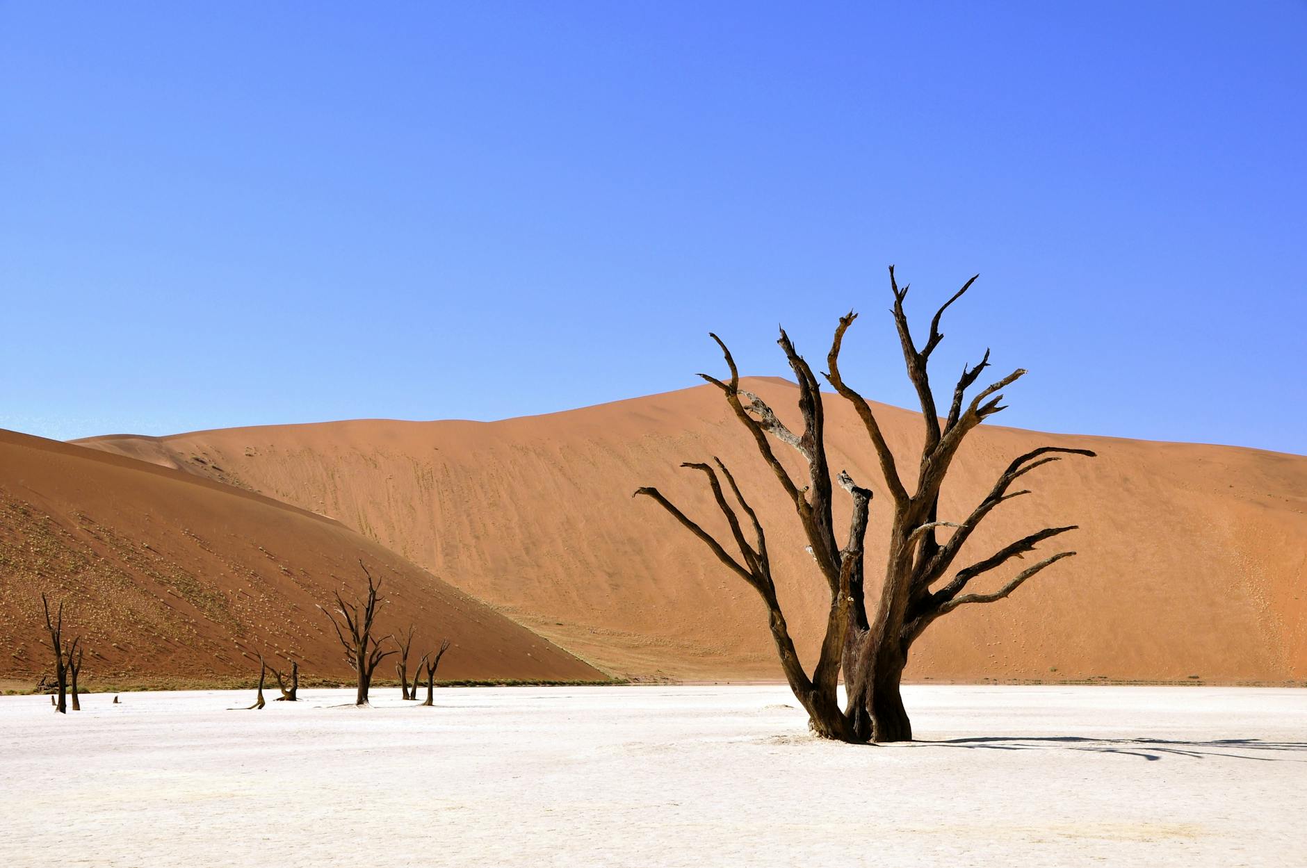 Martwe drzewa na tle pomarańczowych wydm Deadvlei w Namibii
